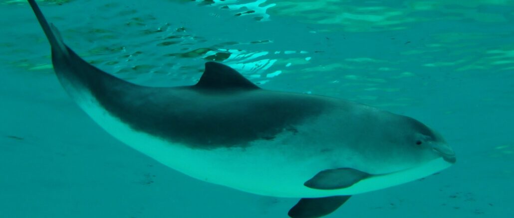 Mammals to be monitored under the EirGrid programme include harbour porpoises.