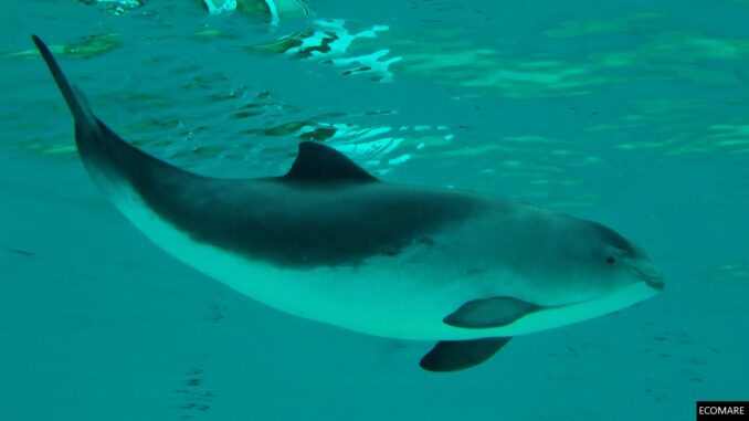 Mammals to be monitored under the EirGrid programme include harbour porpoises.