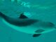Mammals to be monitored under the EirGrid programme include harbour porpoises.
